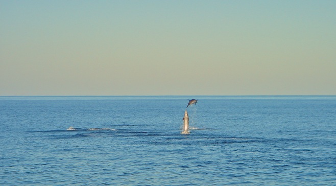 Dolphins
